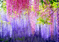 Beautiful Japanese Wisteia. [500x363] - Imgur