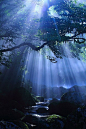 Mystical Forest, Kikuchi Gorge, Japan 