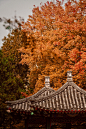 在京城，过秋天。

@北京地坛公园  

#秋天##风光摄影##银杏# ​​​​