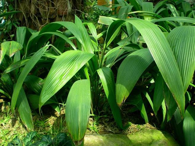 大叶仙茅