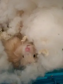 仓鼠日记~