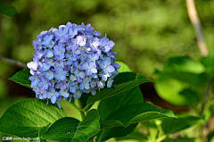 小桃猪采集到鲜花