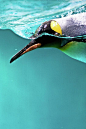 Penguin ©photo-chick (via FineArtAmerica)