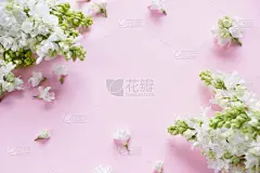 粉红背景的白紫丁香花。创意布局，春季模板。春光背景，母亲节，母亲节，3月8日，生日，东方，婚宴，贺卡