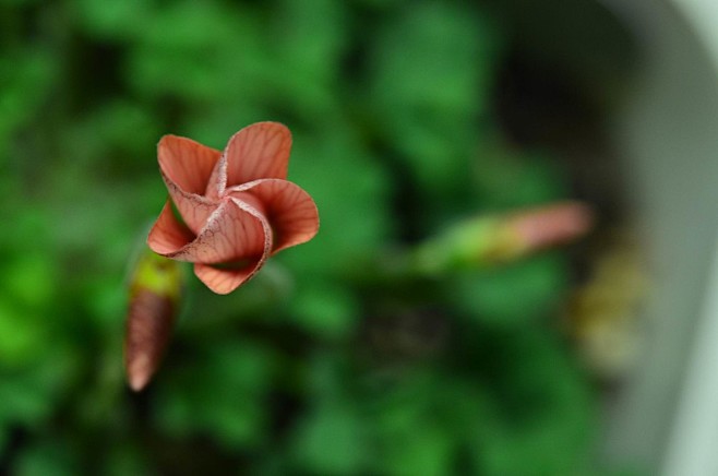 Oxalis obtusa blush酢