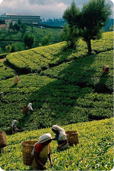 tea plantation. Sri ...