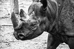 犀牛大型动物摄影素材