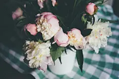 牡丹花高清摄影素材