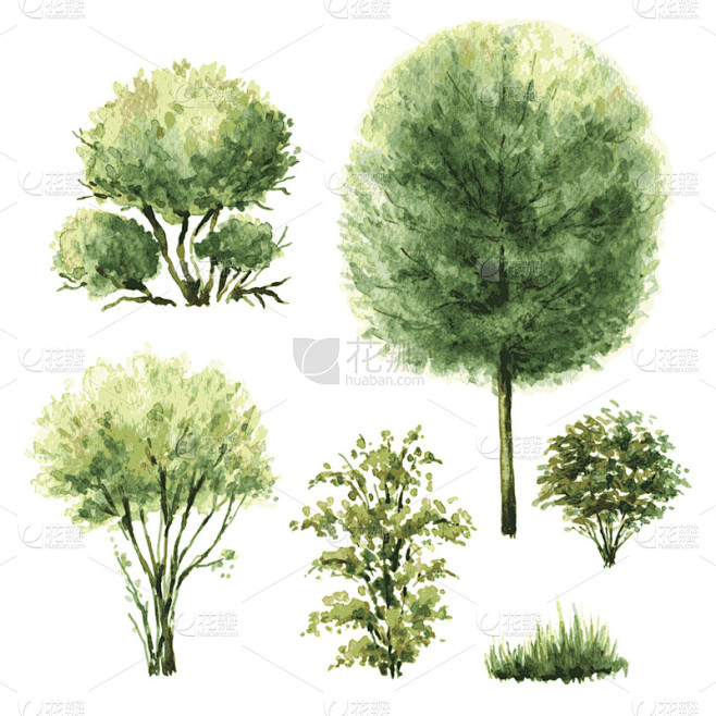 灌木,绿色,公园,绘画插图,夏天,户外,干净,草,特写