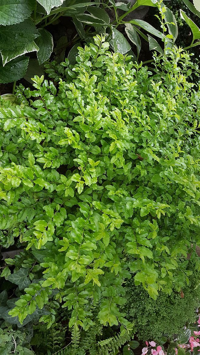 yan言言采集于2017-08-25 09:18:36小蜡2植物yan