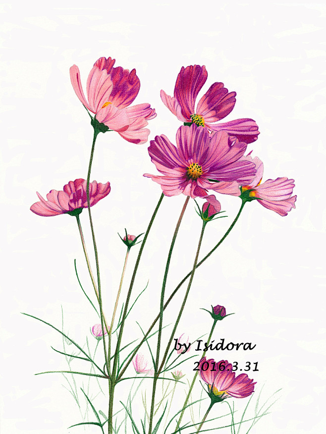 彩铅花卉手绘