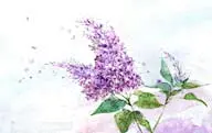 手绘水彩插画春夏盛开的紫色勿忘我花朵花卉装饰