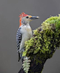 Photos of the genre - Animals. Professional photo community 35PHOTO