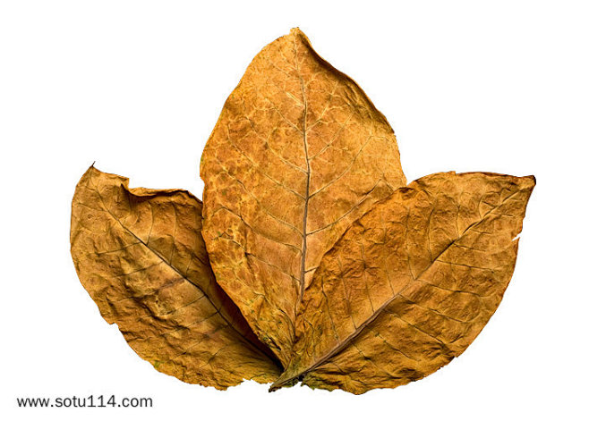 烟草烟叶烟草叶