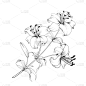 百合花,清新,婚礼,马蹄莲,莲花,艺术品,花,爱,复古,安慰