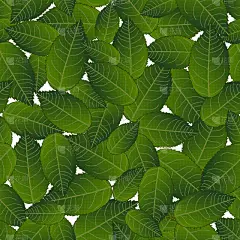 叶子,茶花,白色背景,白色,鸡尾酒,自然,华丽的,热带雨林,图像,装饰