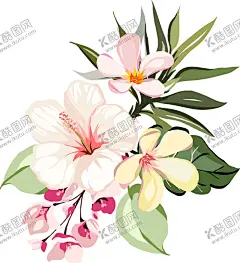 热带花 【酷图网】热带花,手绘,花卉,矢量,芙蓉花