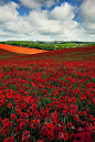 ✯ Poppy Field in England