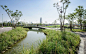 泰国曼谷的大型抗洪雨水公园 Chulalongkorn Centenary Park  /  LANDPROCESS : LANDPROCESS ：曼谷正在下沉，这座拥有2000万人口的城市，正以每年超过1厘米的速度下沉，最快可能在2030年低于海平面。这座泰国首都横跨湄南河三角洲，曾因其发达的运河脉络而被称为东方威尼斯。曾经大量的农业用地吸收了季节性洪水和季风降雨;如今，由于...