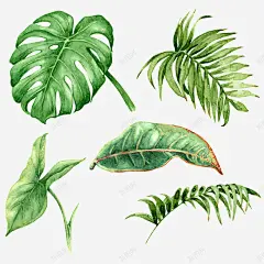 手绘水彩植物叶子花朵文艺小清新风格装饰画插画墙贴纸 风格 元素 免抠png 设计图片 免费下载 页面网页 平面电商 创意素材