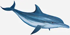 手绘蓝色海豚高清素材 小海豚 手绘图 海洋生物 蓝色动物 免抠png 设计图片 免费下载