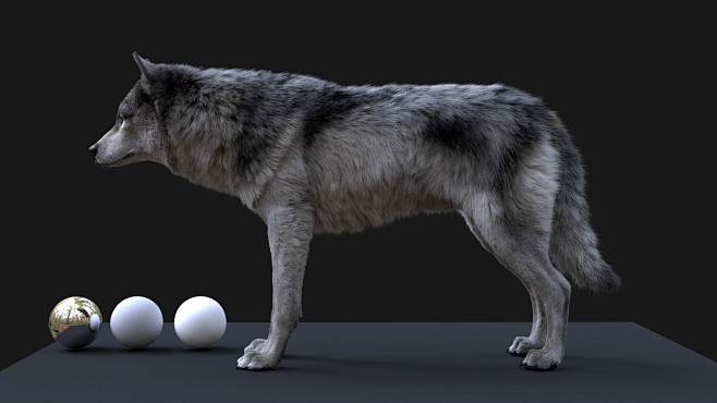 Gray wolf, Aritz Bas...