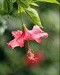 朱槿（学名：Hibiscus rosa-sinensisLinn. ）：又名扶桑、佛槿、中国蔷薇