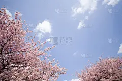 天空,樱桃树,贺茂御祖神社,神社,静冈县,东海区,水平画幅,樱花,无人,户外