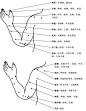 上肢穴位和穴位功能