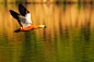 水鸭飞过湖面的特写镜头图片下载