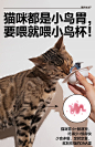尾巴生活掰掰杯cup35g生骨肉猫罐头主食罐猫咪-tmall.com天猫