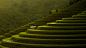 Rice Terraces by Tippawan Kongto on 500px