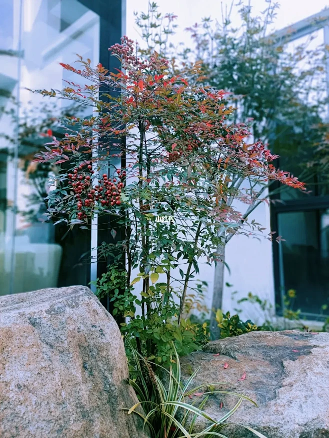 南天竹-花瓣网