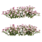红花月见草花丛3D模型（OBJ,FBX,MAX）插图
