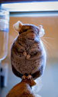 chinchilla animals-love | animals | Pinterest