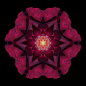 Fifty-Two Flower Mandalas : A book-length collection of mandala images created from flower photos matched with meditative quotes and short essays. Like Carl Jung, I see mandalas as a pathway to the essential Self and use them as a means to personal transf