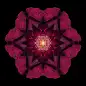 Fifty-Two Flower Mandalas : A book-length collection of mandala images created from flower photos matched with meditative quotes and short essays. Like Carl Jung, I see mandalas as a pathway to the essential Self and use them as a means to personal transf