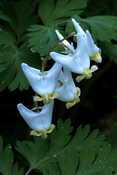 ZlOsnBjh采集到花