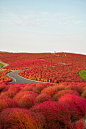 Kochia Hill（地肤山），位于日本关东茨城县。