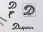 Dolphin Logo Concept