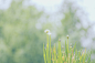 啊! 春(qun) 天(tin)! - 植物, 宾得, 135mm, 杭州, 街拍, 小清新 - 林旭航大帅哥 - 图虫摄影网