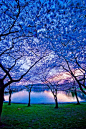 蓝色的黄昏，日本樱花