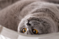 British cat chillout by Peter Majkut on 500px