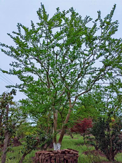YXG15823362668采集到紫薇