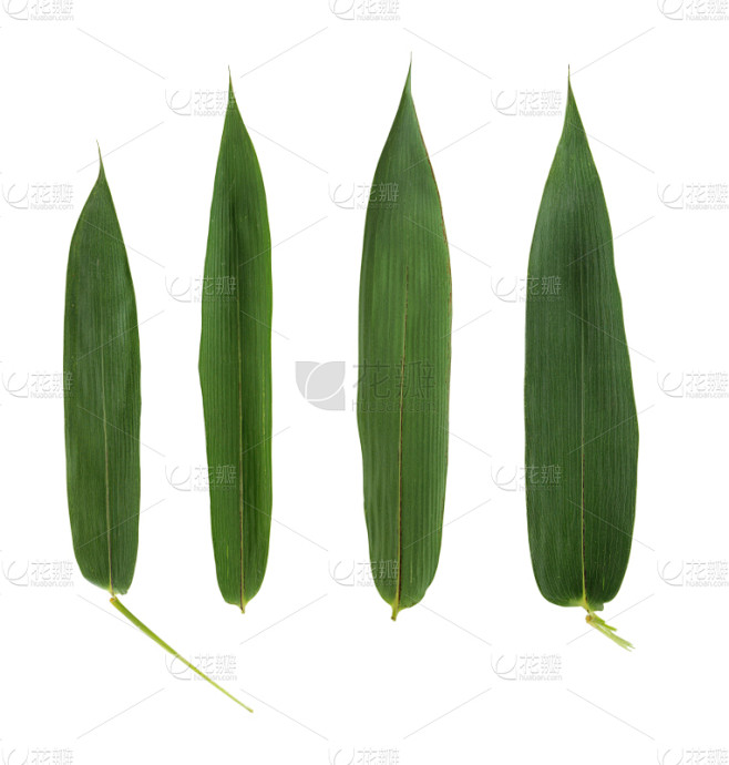 叶子,竹,垂直画幅,美,气候,纯净,生物学,草,植物,中国