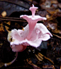 **A new species of fungi coloured an almost fluorescent pink with a highly surprising form. Podoserpula miranda , named by its discoverers for its remarkable splendour: 