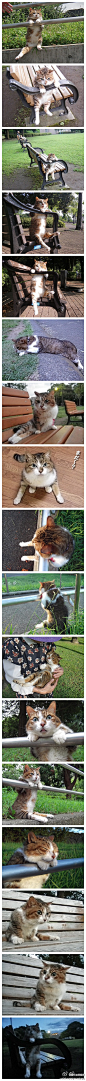 此猫咪真身找到啦~~它是来自日本的Nono-chan，前些日子因为前脚扶着栏杆上方，眺望远方打篮球的青年被网友拍到传上网。。。然后一夜成名。。