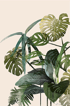 Anshon_采集到植物