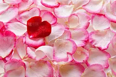 情人节玫瑰花瓣心。
