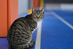 点击来源直接获取大图文件 |close up Chinese Dragon Li cat looking at camera. Colorful bokeh background